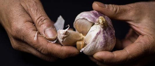 The journey of garlic: Nature’s timeless healer